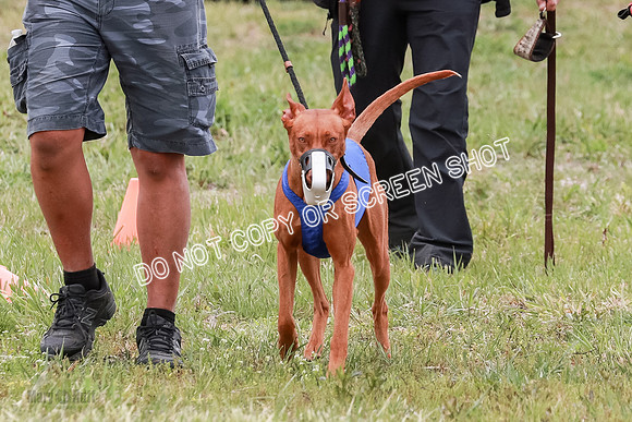 E Final Fch 1 Pecious, Lucy, Copper-4047