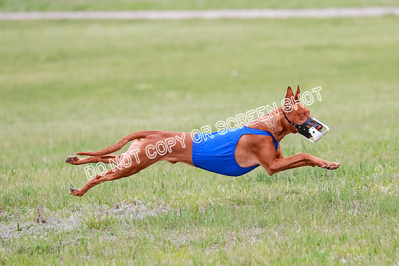 B Prelim Fch 1 Lucy Cayper Copper-2104