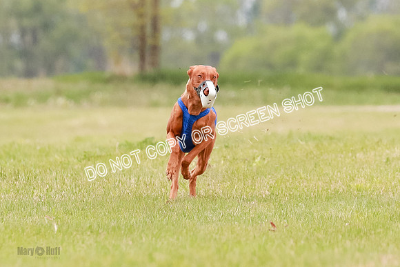 E Final Fch 1 Pecious, Lucy, Copper-4084