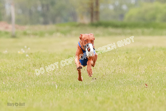 E Final Fch 1 Pecious, Lucy, Copper-4090