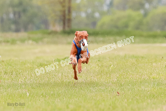 E Final Fch 1 Pecious, Lucy, Copper-4085