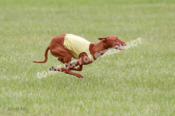 B Prelim Fch 1 Lucy Cayper Copper-2071