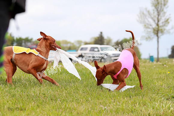 E Final Fch 1 Pecious, Lucy, Copper-4136