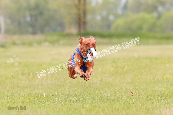 E Final Fch 1 Pecious, Lucy, Copper-4094