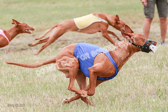 E Final Fch 1 Pecious, Lucy, Copper-4080