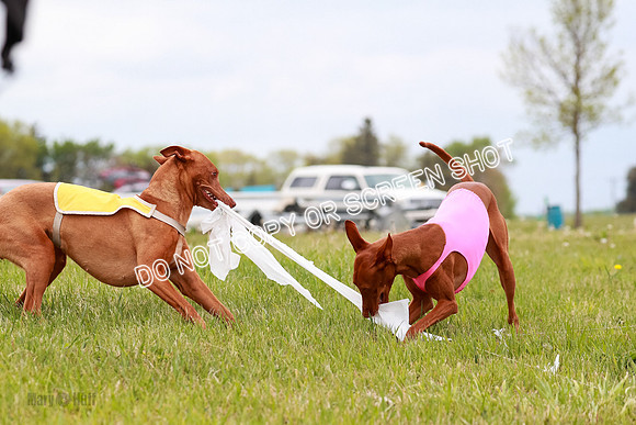 E Final Fch 1 Pecious, Lucy, Copper-4135