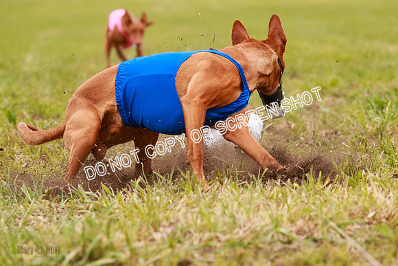 E Final Fch 1 Pecious, Lucy, Copper-4109