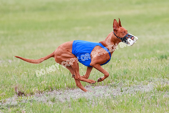 B Prelim Fch 1 Lucy Cayper Copper-2102