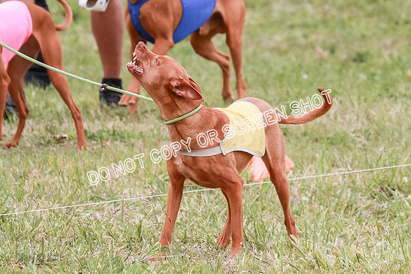 E Final Fch 1 Pecious, Lucy, Copper-4041
