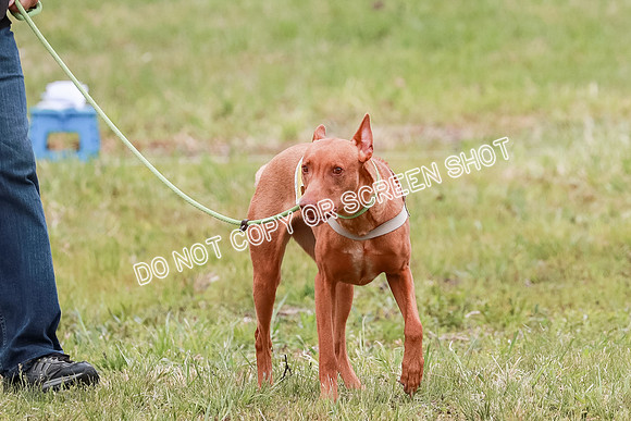 E Final Fch 1 Pecious, Lucy, Copper-4055