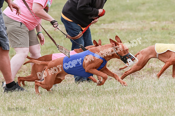 E Final Fch 1 Pecious, Lucy, Copper-4069