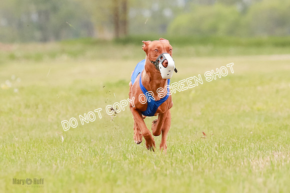 E Final Fch 1 Pecious, Lucy, Copper-4097