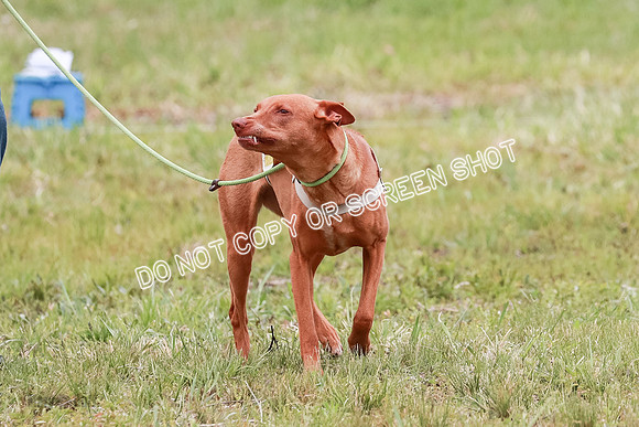 E Final Fch 1 Pecious, Lucy, Copper-4054