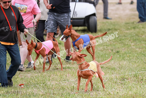 E Final Fch 1 Pecious, Lucy, Copper-4040