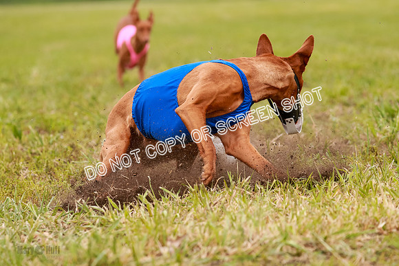 E Final Fch 1 Pecious, Lucy, Copper-4108