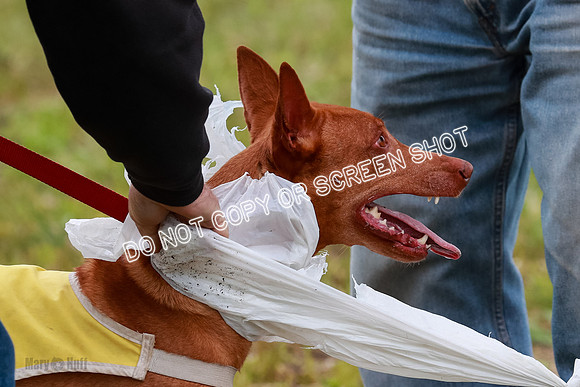 E Final Fch 1 Pecious, Lucy, Copper-4150