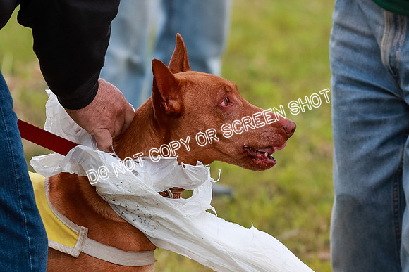 E Final Fch 1 Pecious, Lucy, Copper-4151