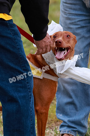 E Final Fch 1 Pecious, Lucy, Copper-4143