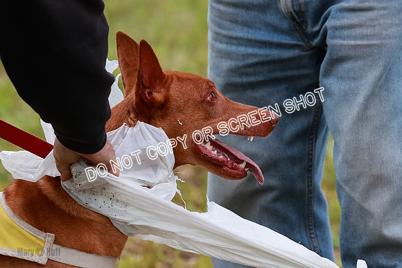 E Final Fch 1 Pecious, Lucy, Copper-4149