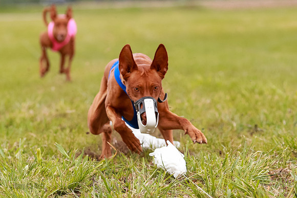 E Final Fch 1 Pecious, Lucy, Copper-4105