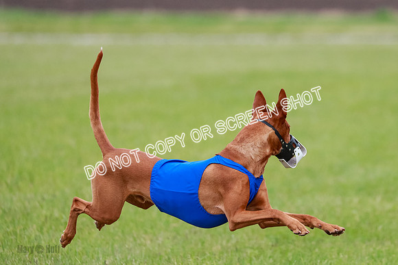 B Prelim Fch 1 Lucy Cayper Copper-2052