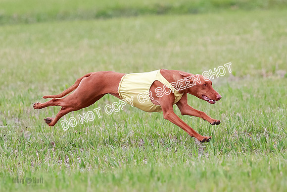 B Prelim Fch 1 Lucy Cayper Copper-2091