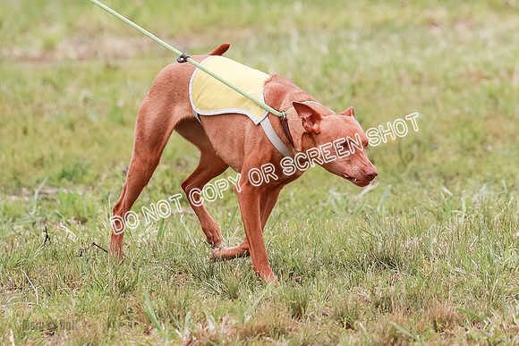 E Final Fch 1 Pecious, Lucy, Copper-4059