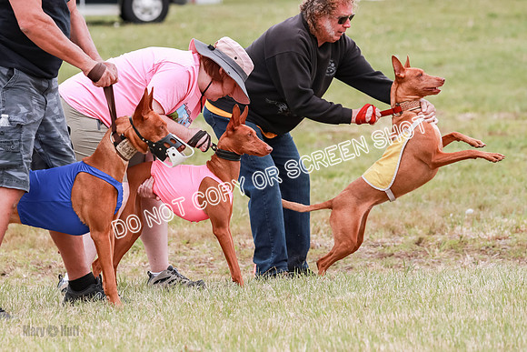 E Final Fch 1 Pecious, Lucy, Copper-4064