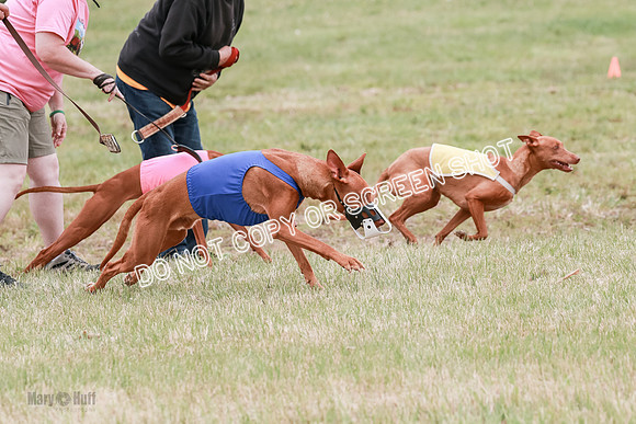 E Final Fch 1 Pecious, Lucy, Copper-4070