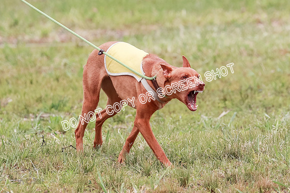 E Final Fch 1 Pecious, Lucy, Copper-4058