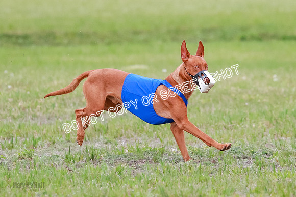B Prelim Fch 1 Lucy Cayper Copper-2047