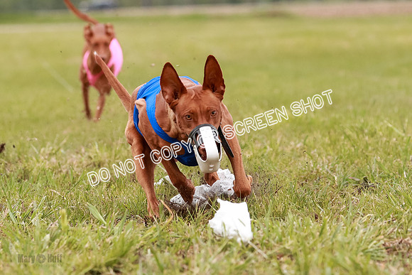 E Final Fch 1 Pecious, Lucy, Copper-4104