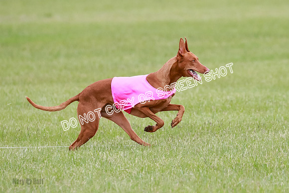 B Prelim Fch 1 Lucy Cayper Copper-2079