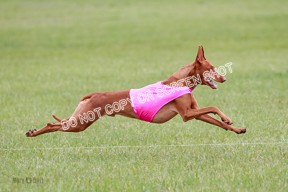 B Prelim Fch 1 Lucy Cayper Copper-2086