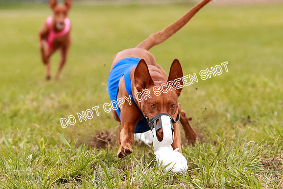 E Final Fch 1 Pecious, Lucy, Copper-4106