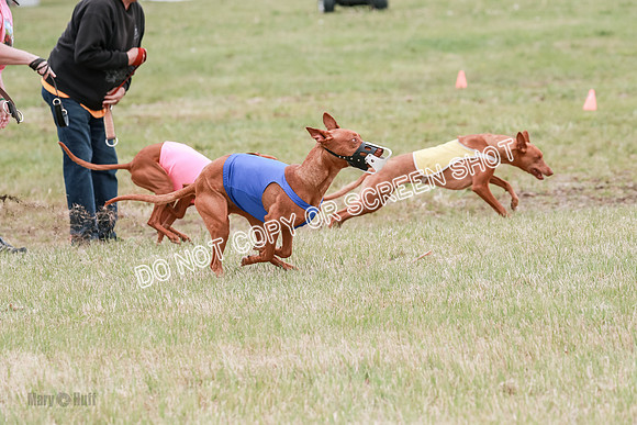 E Final Fch 1 Pecious, Lucy, Copper-4072