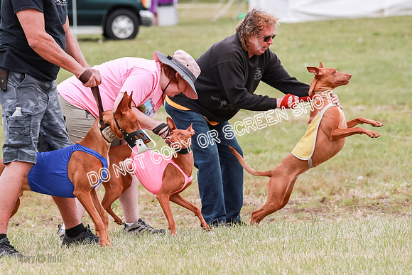 E Final Fch 1 Pecious, Lucy, Copper-4067