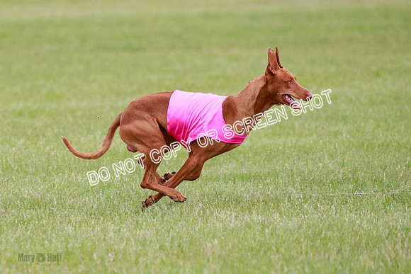 B Prelim Fch 1 Lucy Cayper Copper-2083