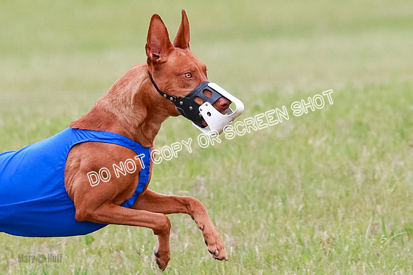 B Prelim Fch 1 Lucy Cayper Copper-2108