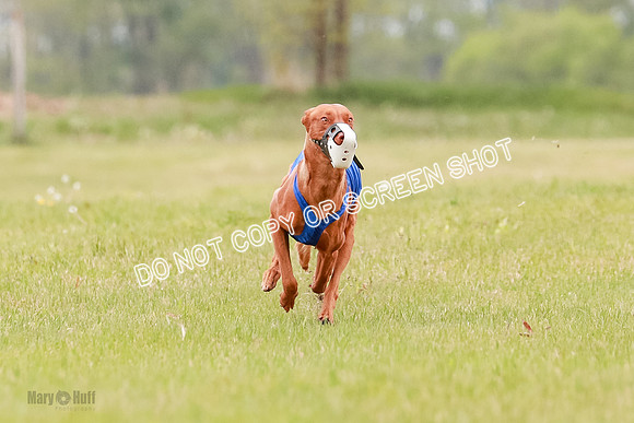 E Final Fch 1 Pecious, Lucy, Copper-4088