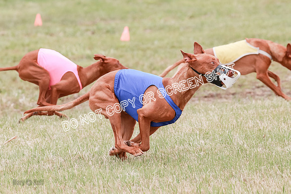 E Final Fch 1 Pecious, Lucy, Copper-4076