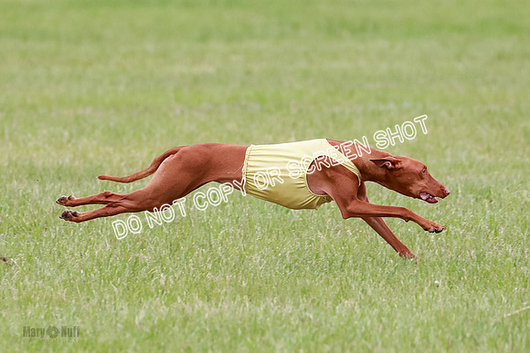B Prelim Fch 1 Lucy Cayper Copper-2069