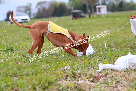 E Final Fch 1 Pecious, Lucy, Copper-4128