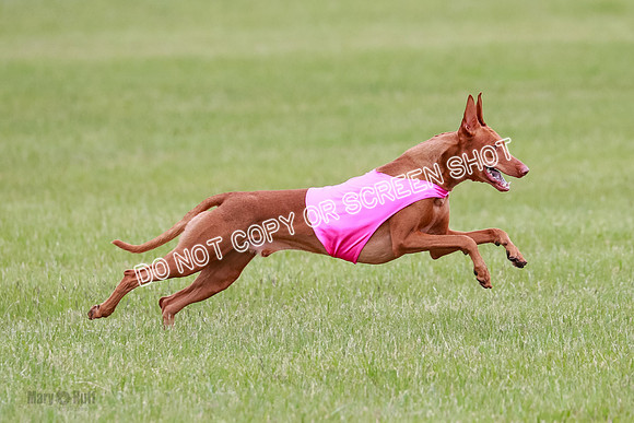 B Prelim Fch 1 Lucy Cayper Copper-2080