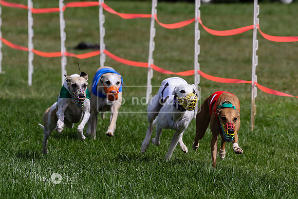 MCH74665  Merida, Kazoom, Tywin, Remy-B