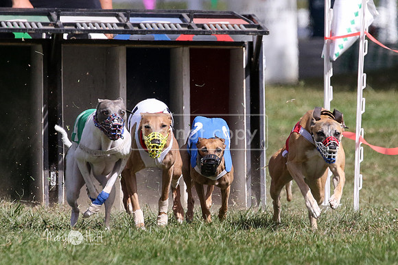 MCH74693  Vander, Minion, Oberyn, Kindle