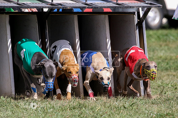 MCH74791  Beastie Boy, Cy'Ber, Aurora, Quigly