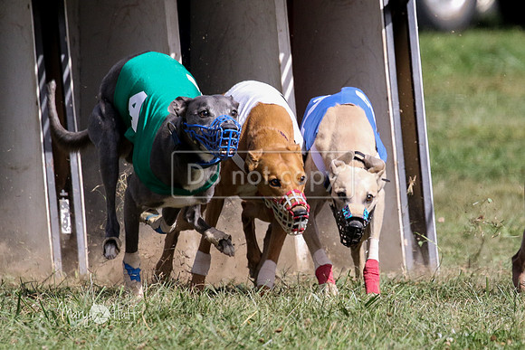 MCH74794  Beastie Boy, Cy'Ber, Aurora, Quigly