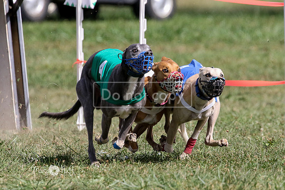 MCH74797  Beastie Boy, Cy'Ber, Aurora, Quigly