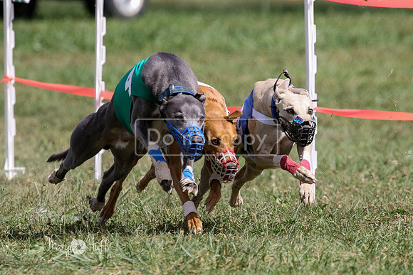 MCH74798  Beastie Boy, Cy'Ber, Aurora, Quigly